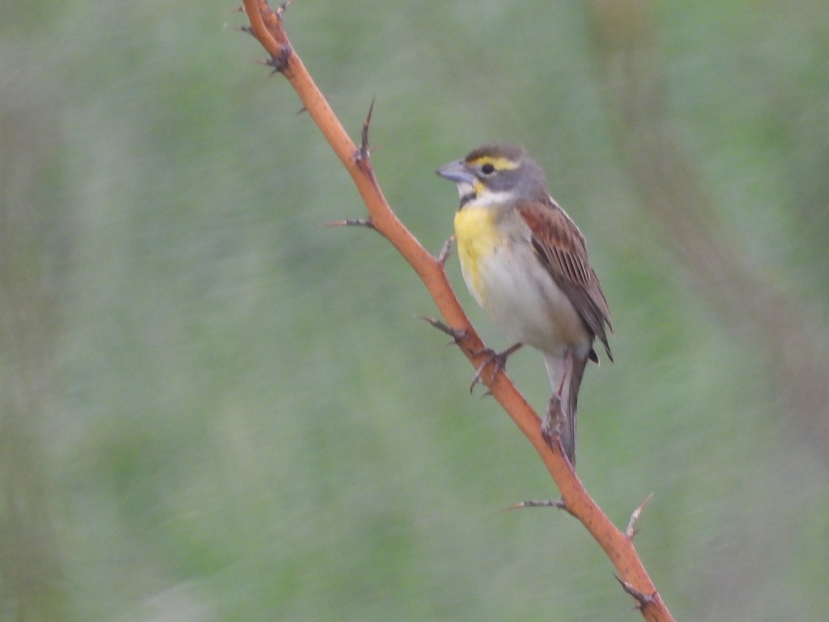 Dickcissel - Robert Leonhardt