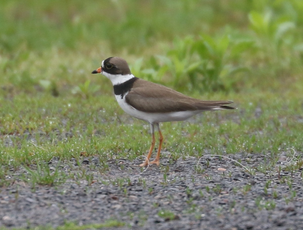 Semipalmated Plover - Bobby Brown
