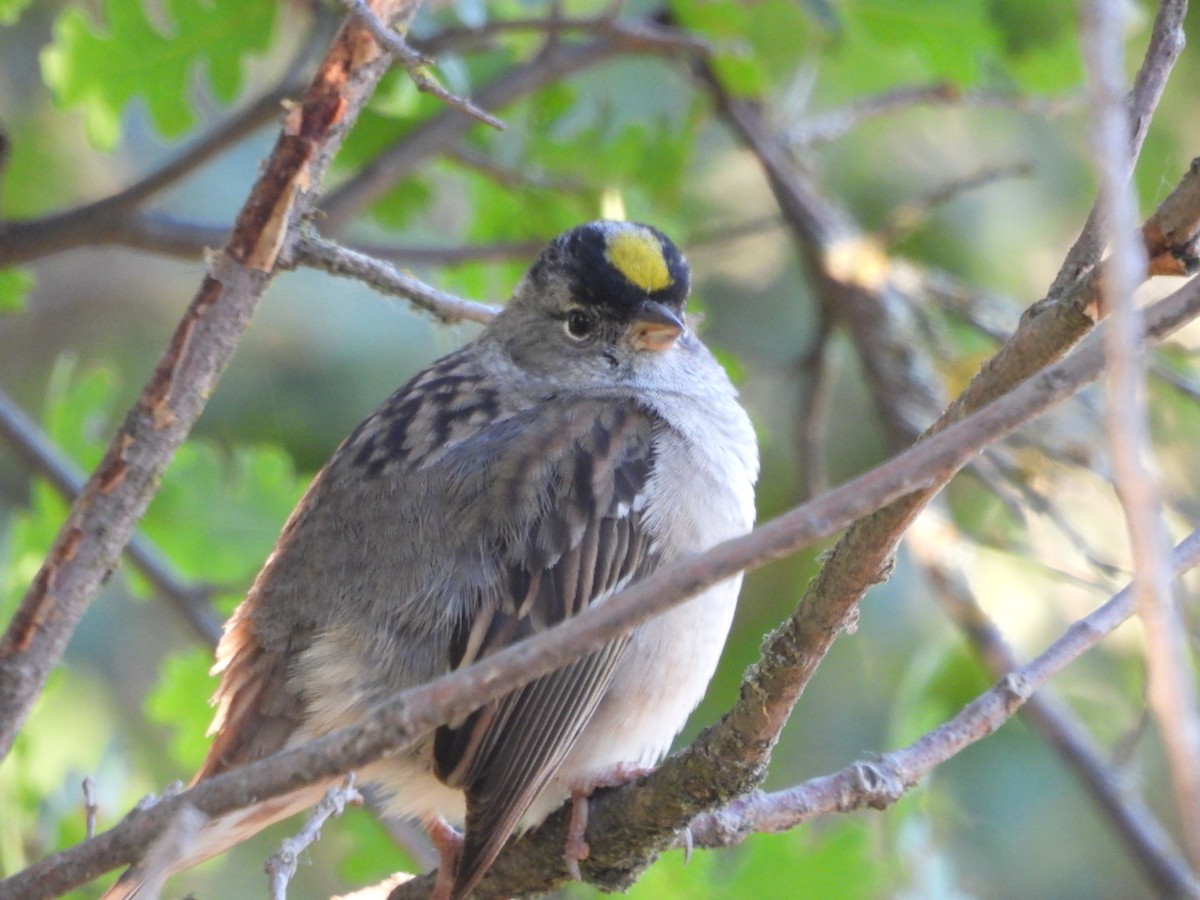 Golden-crowned Sparrow - ML619161634