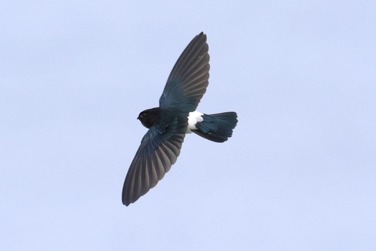 Satin Swiftlet - ML619161655