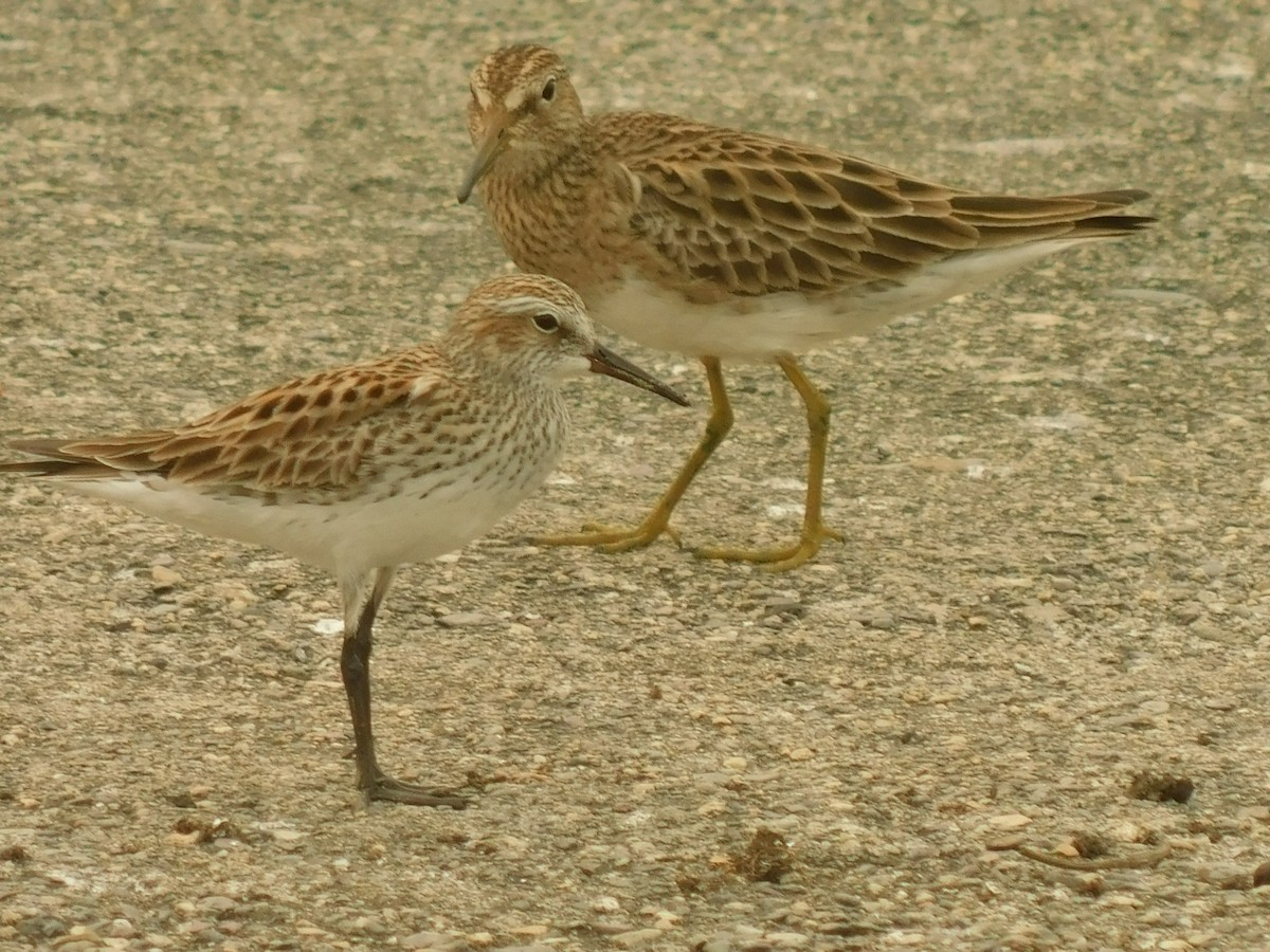 Pectoral Sandpiper - ML619161657