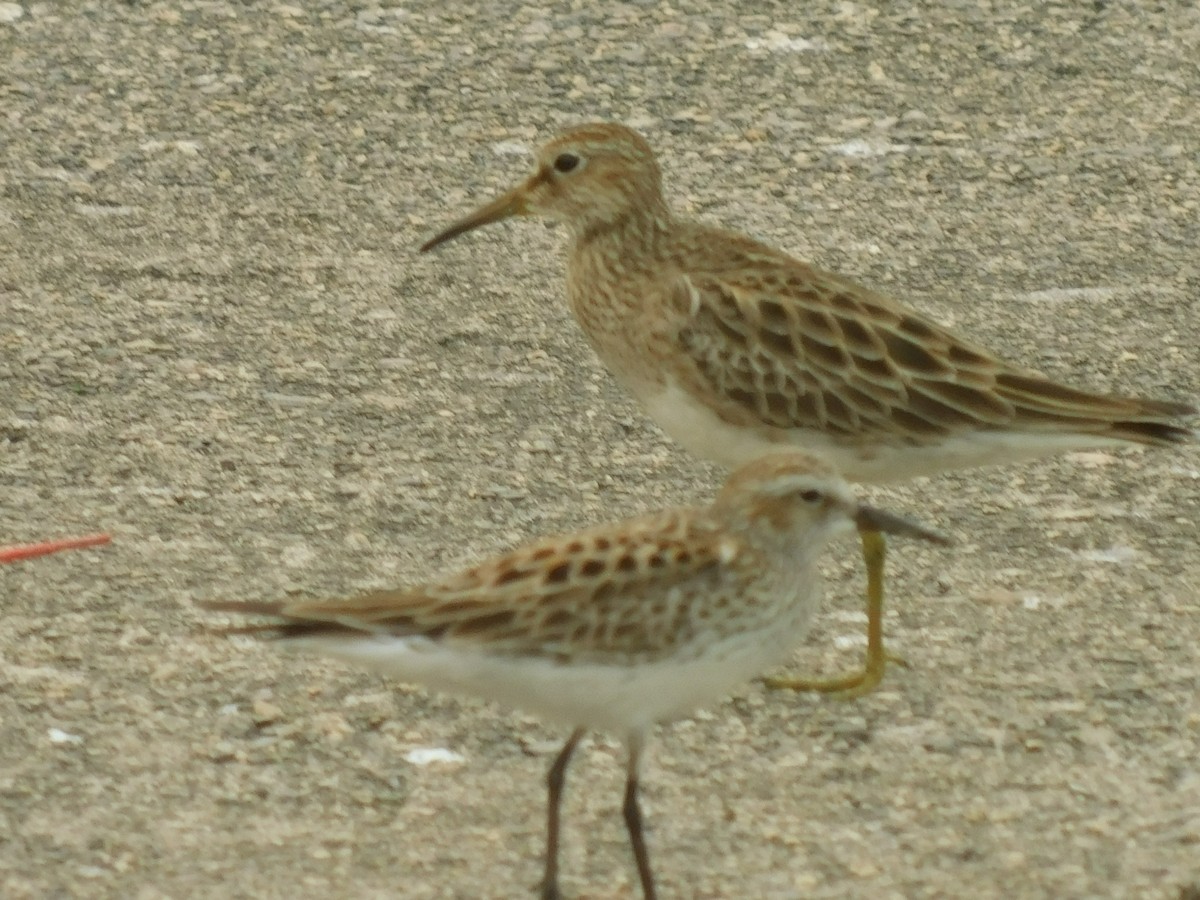 Pectoral Sandpiper - ML619161658