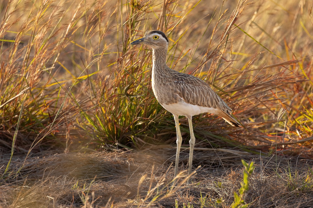 Double-striped Thick-knee - Scott Coupland