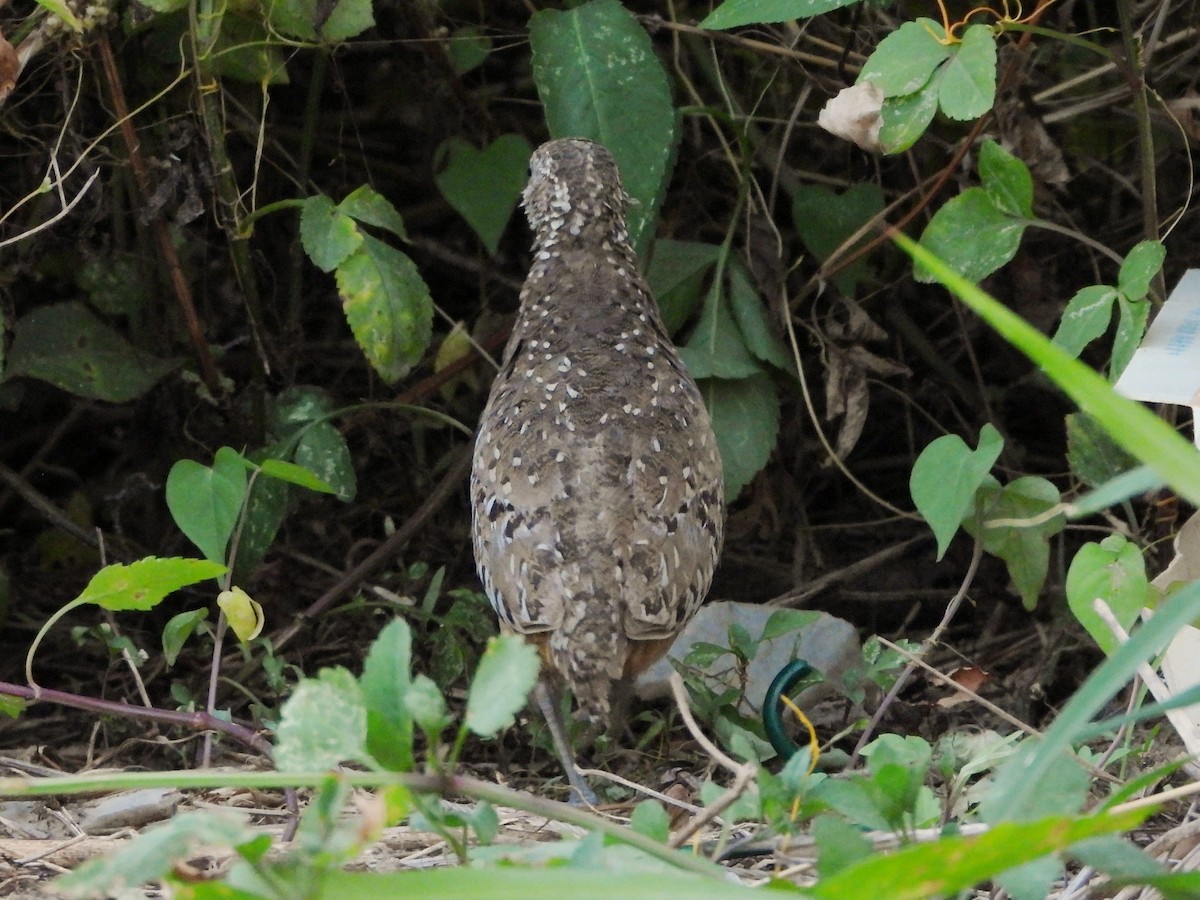 Barred Buttonquail - tiger 鄭