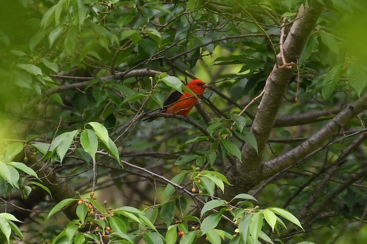 Scarlet Tanager - Jessica Coss