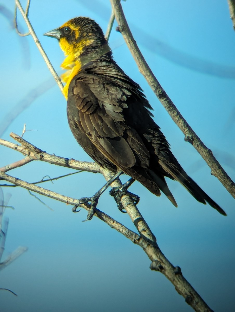 Yellow-headed Blackbird - ML619161693
