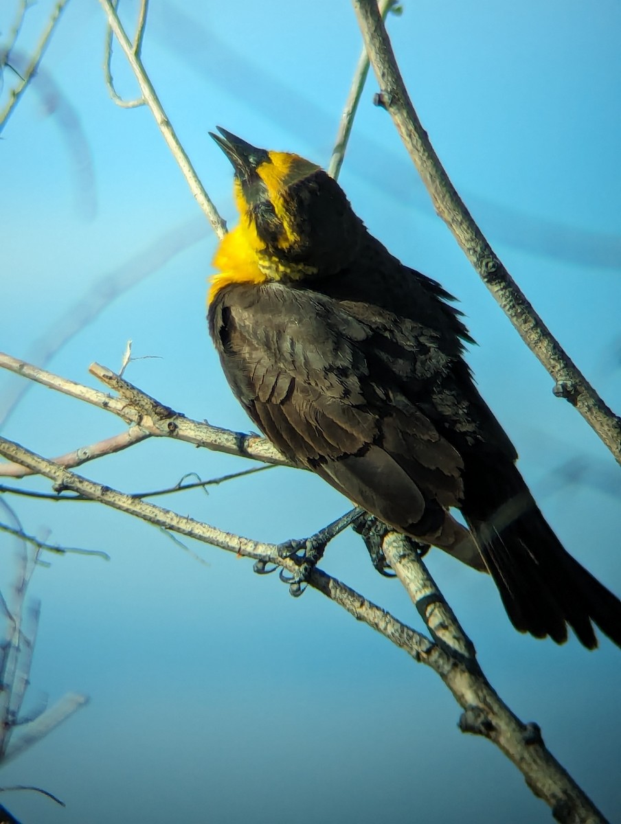 Yellow-headed Blackbird - Jack N
