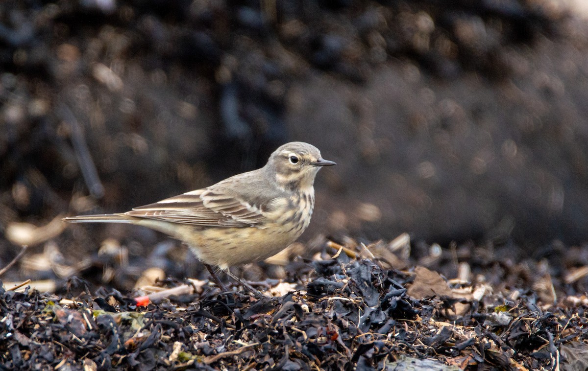 American Pipit - Laurent Bédard