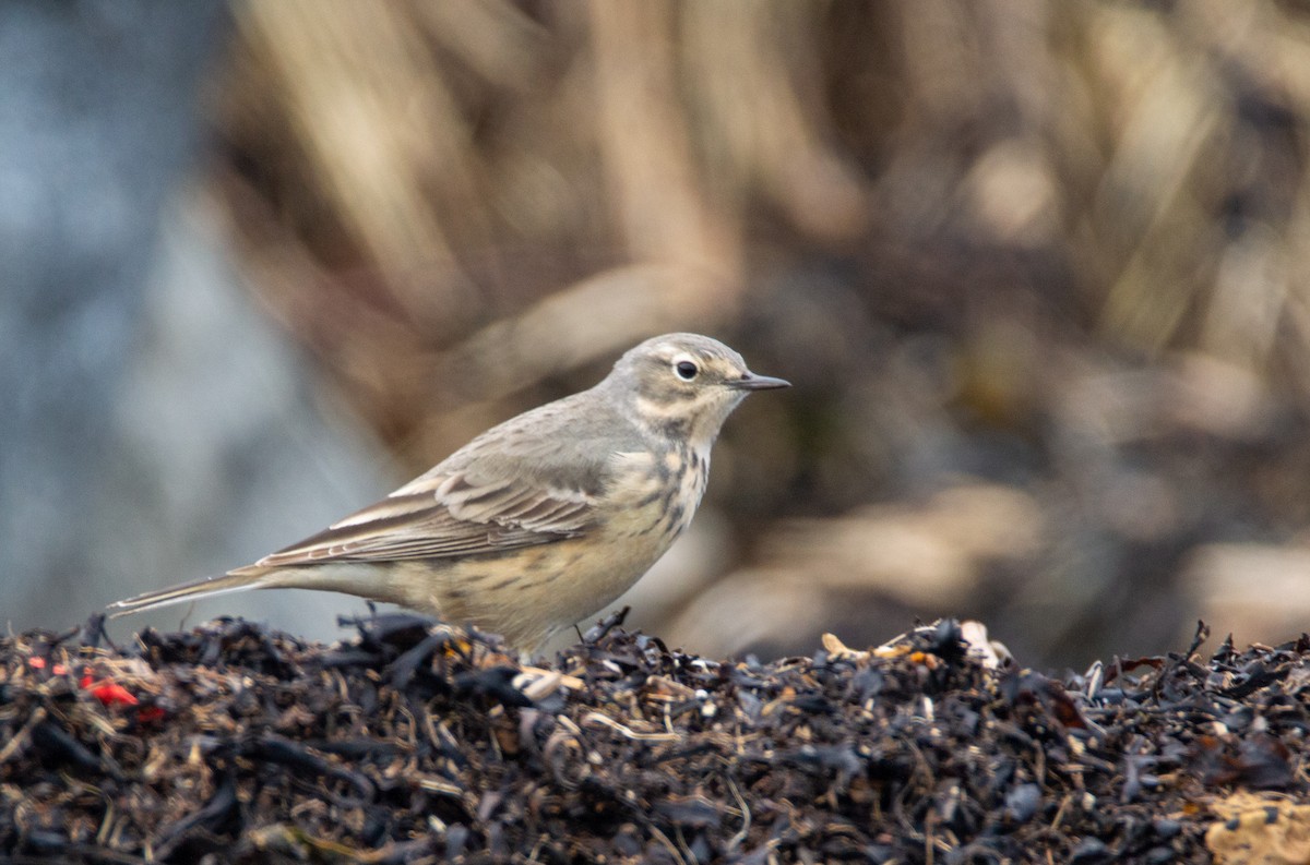 American Pipit - Laurent Bédard