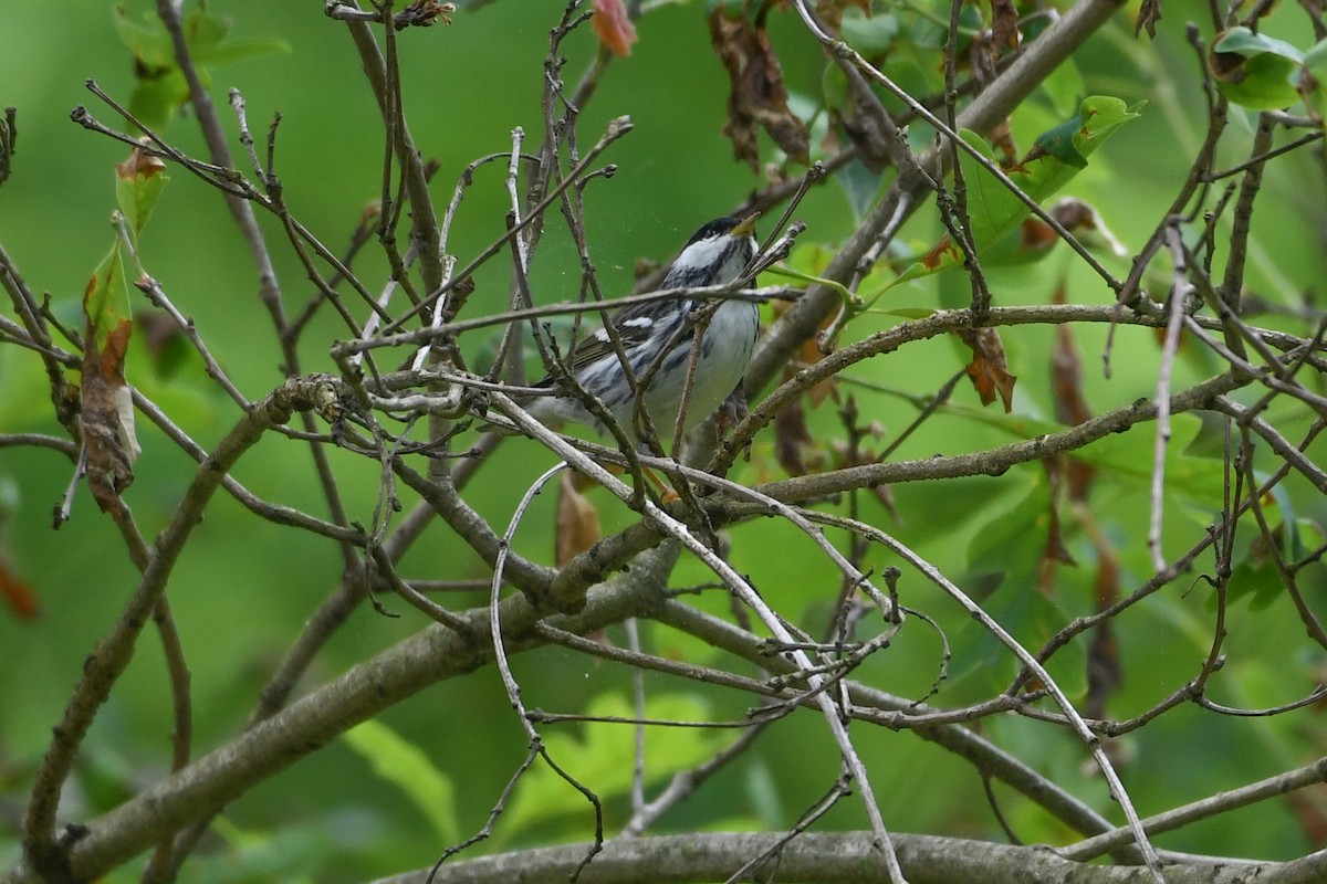 Paruline rayée - ML619161700