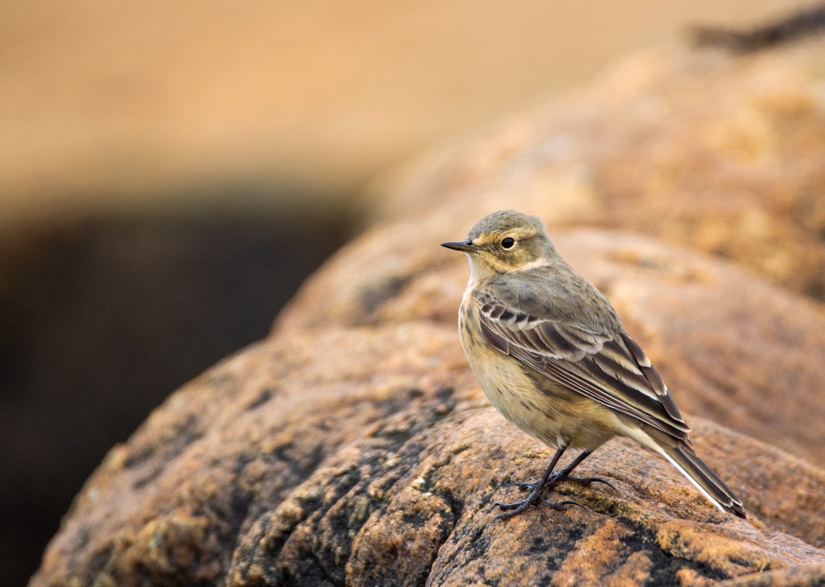 American Pipit - Laurent Bédard