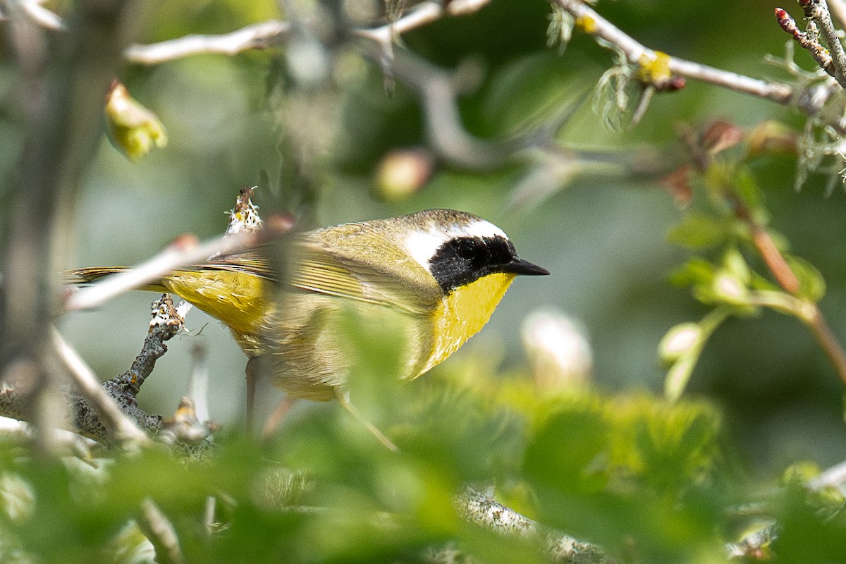 Common Yellowthroat - ML619161706