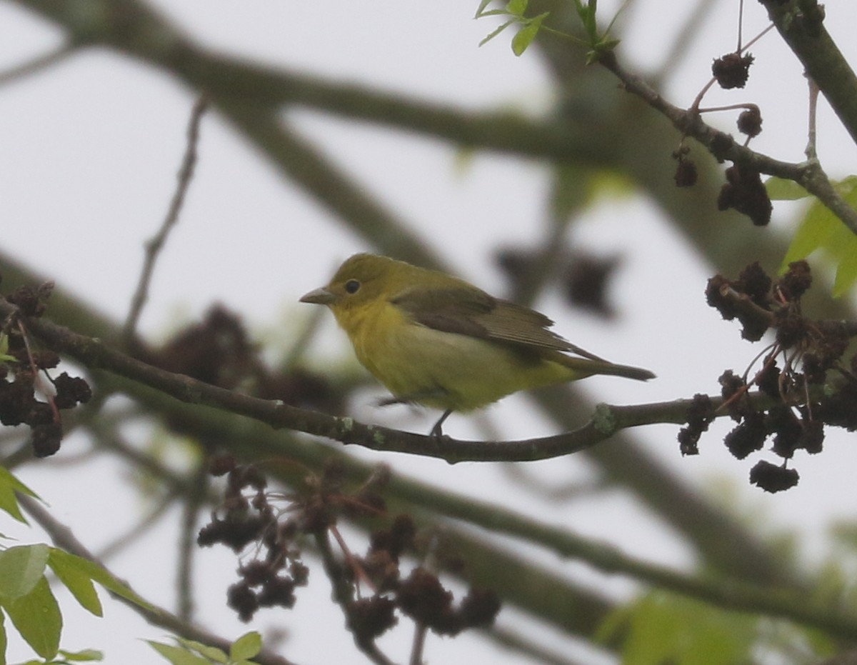 Scarlet Tanager - Bobby Brown