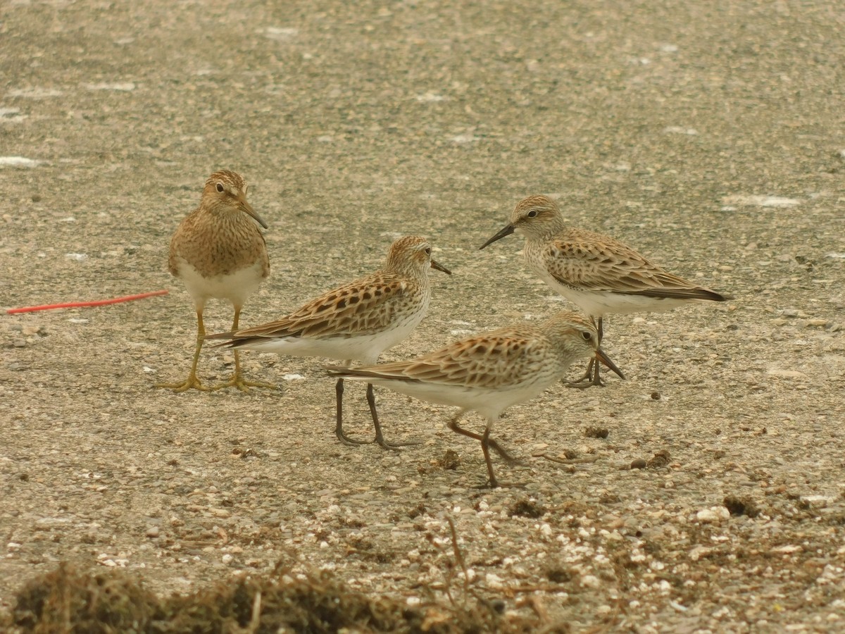 Least Sandpiper - ML619161720