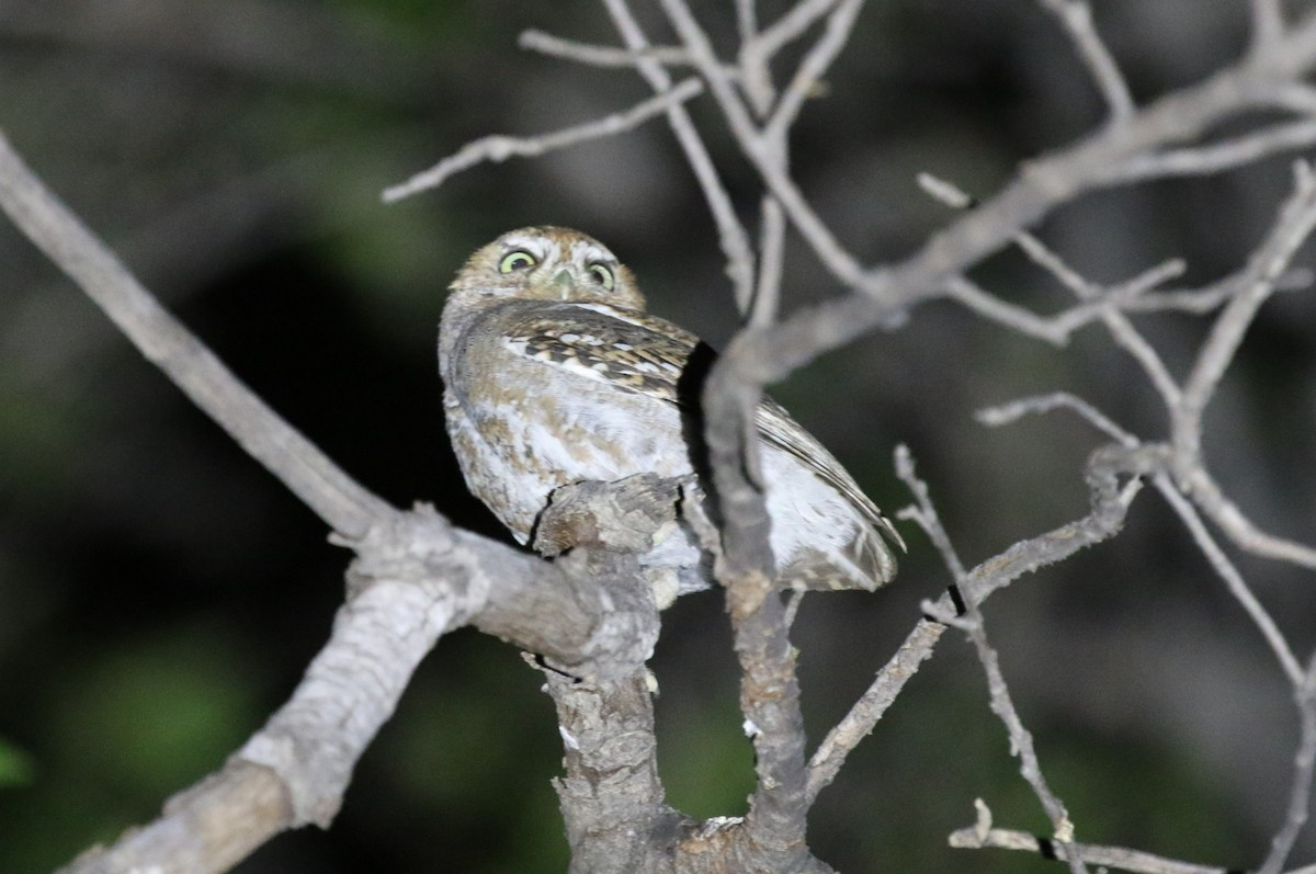 Elf Owl - James (Jim) Holmes