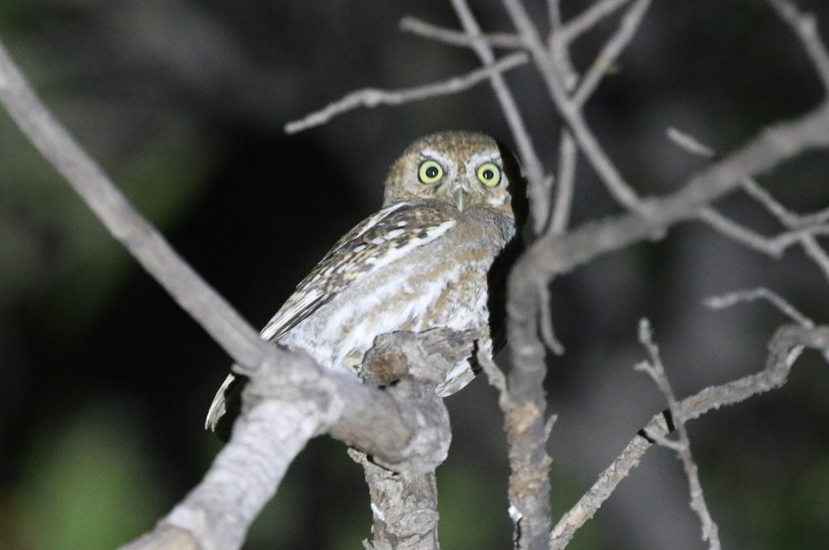 Elf Owl - James (Jim) Holmes