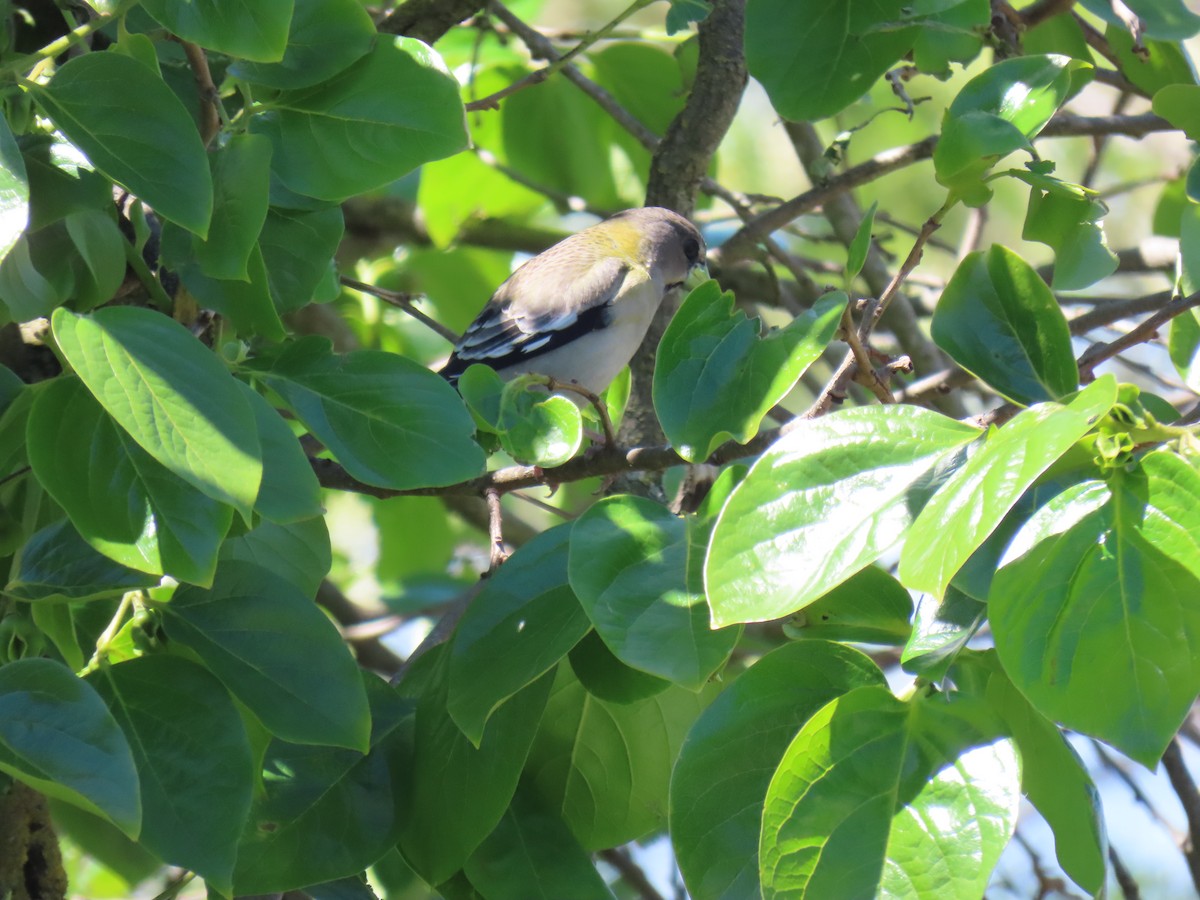 Evening Grosbeak - Erica Rutherford/ John Colbert