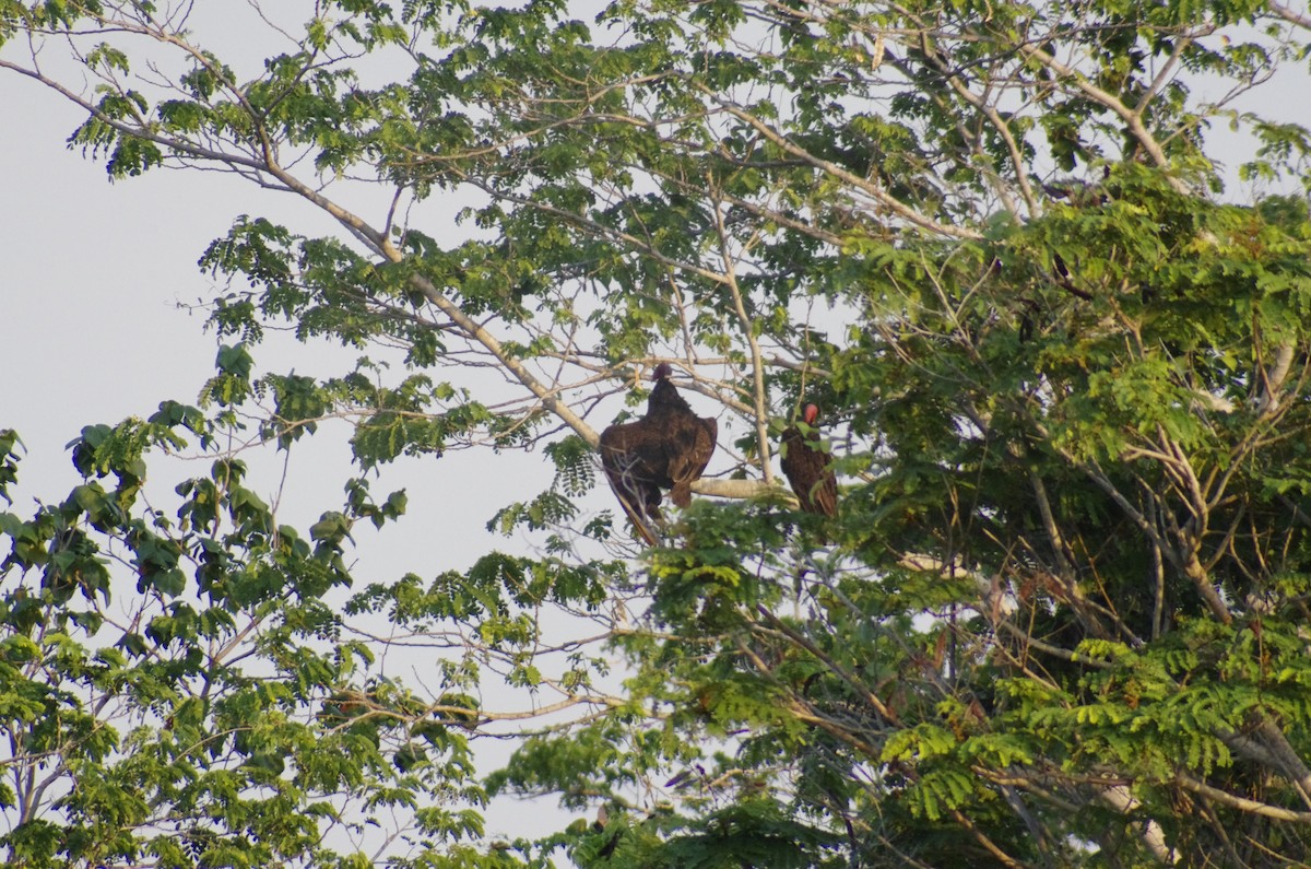 Turkey Vulture - ML619161726