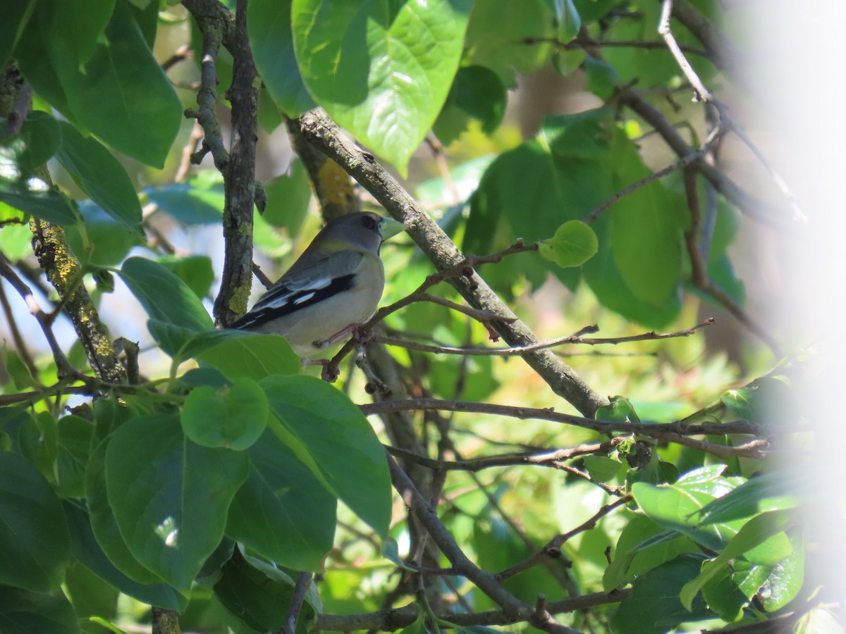 Evening Grosbeak - Erica Rutherford/ John Colbert