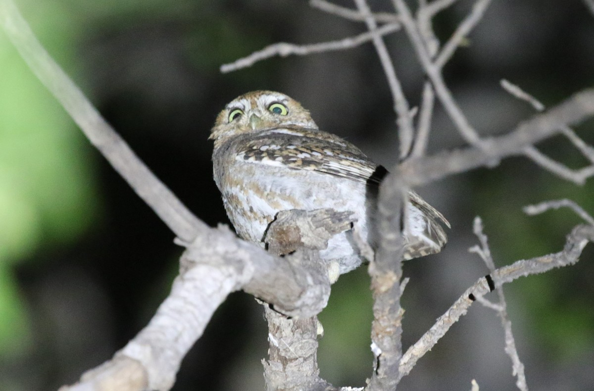 Elf Owl - James (Jim) Holmes