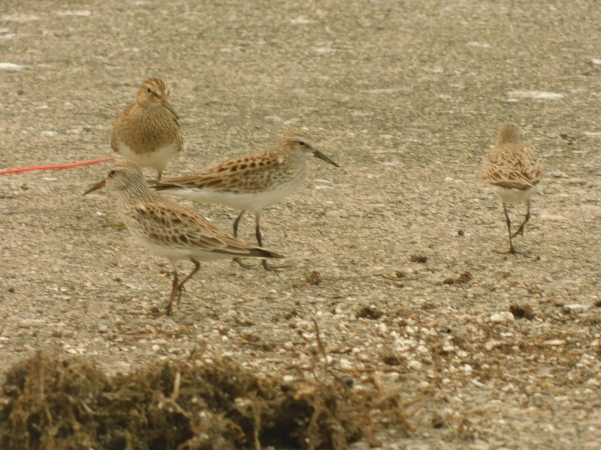 Least Sandpiper - ML619161733