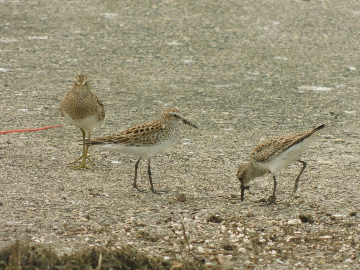 Least Sandpiper - ML619161734