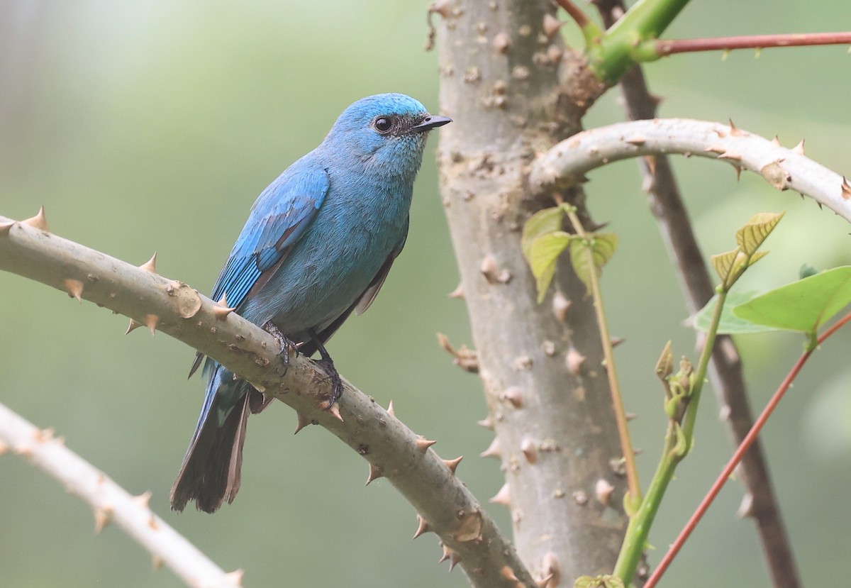 Verditer Flycatcher - Vijaya Lakshmi