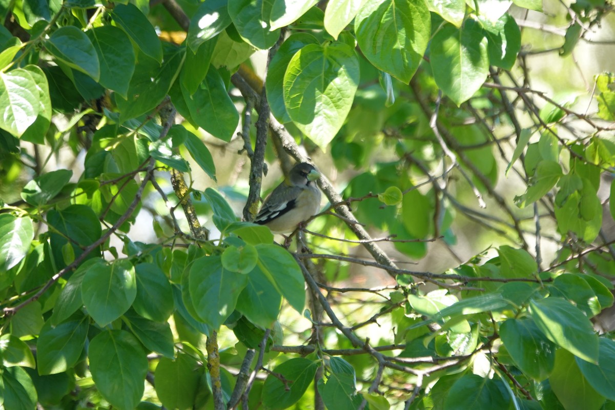 Evening Grosbeak - Erica Rutherford/ John Colbert