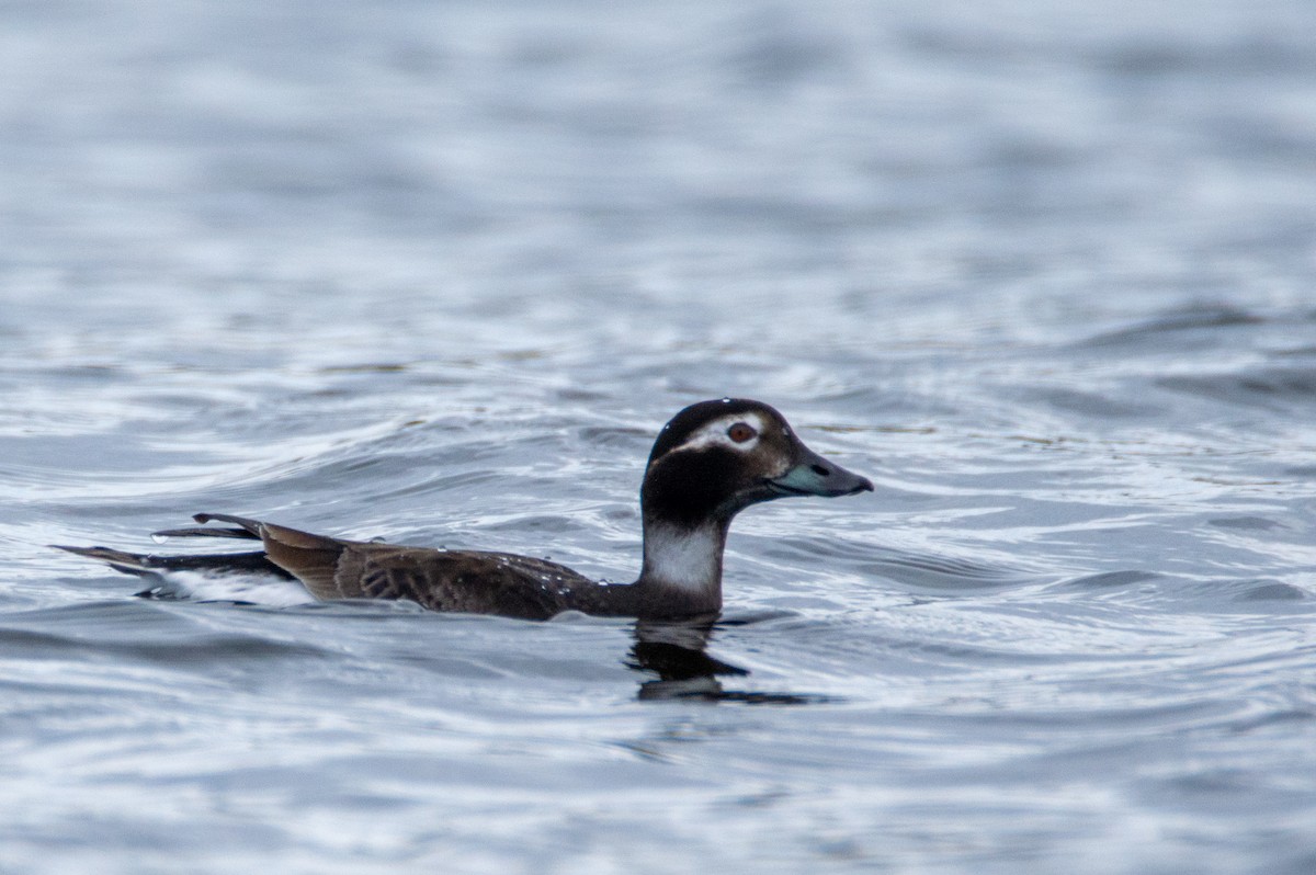 Long-tailed Duck - Laurent Bédard