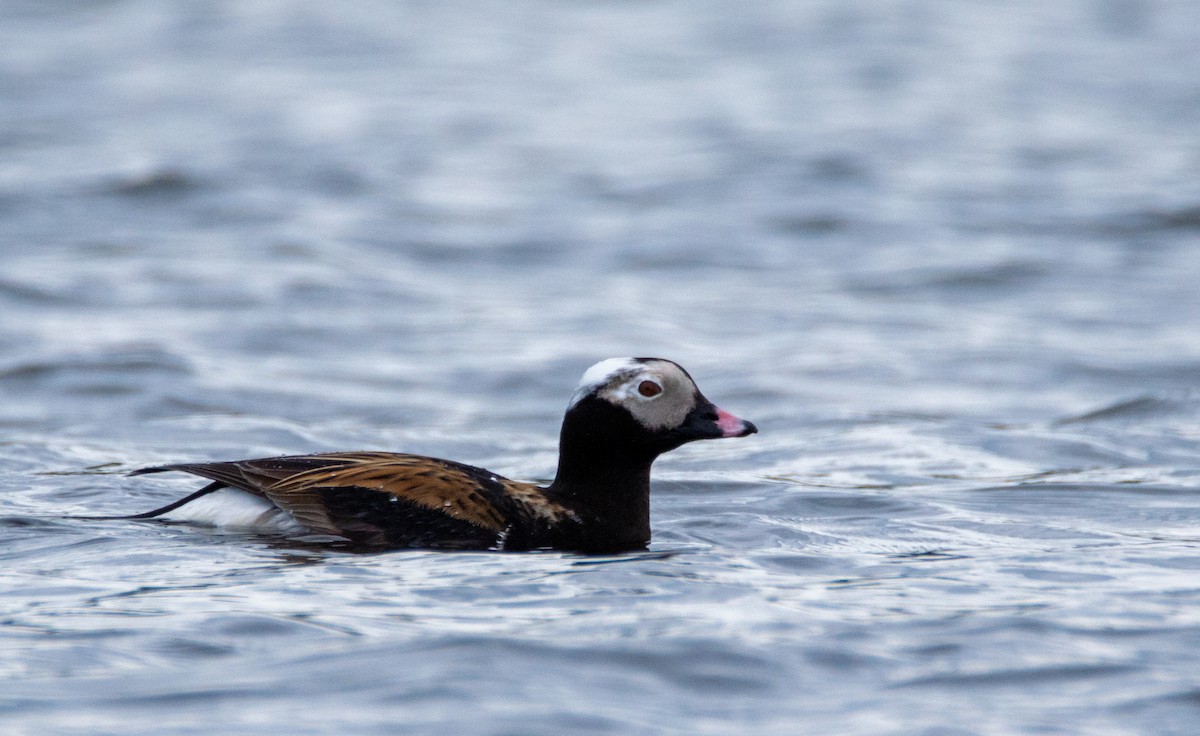 Long-tailed Duck - Laurent Bédard