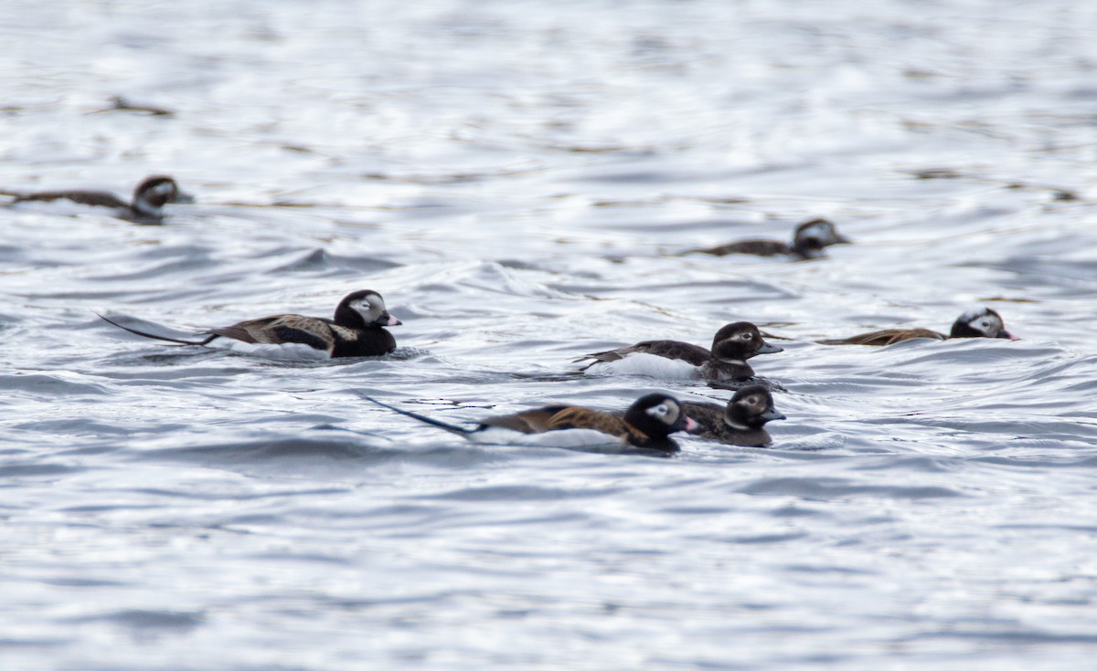 Long-tailed Duck - Laurent Bédard