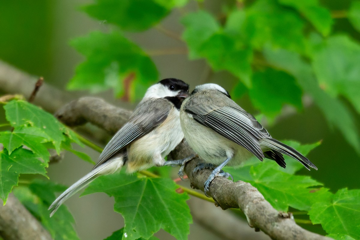 Carolina Chickadee - George Holt