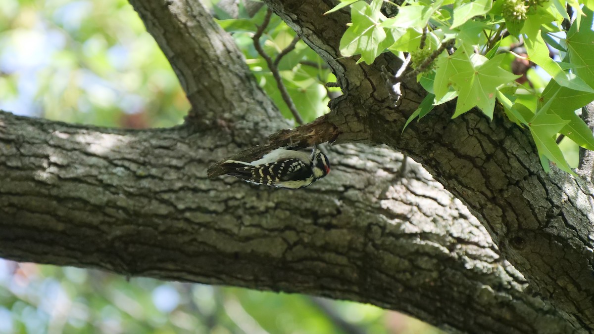 Downy Woodpecker - Mike Grant