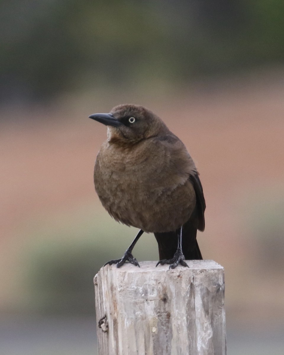 Great-tailed Grackle - Laurens Halsey