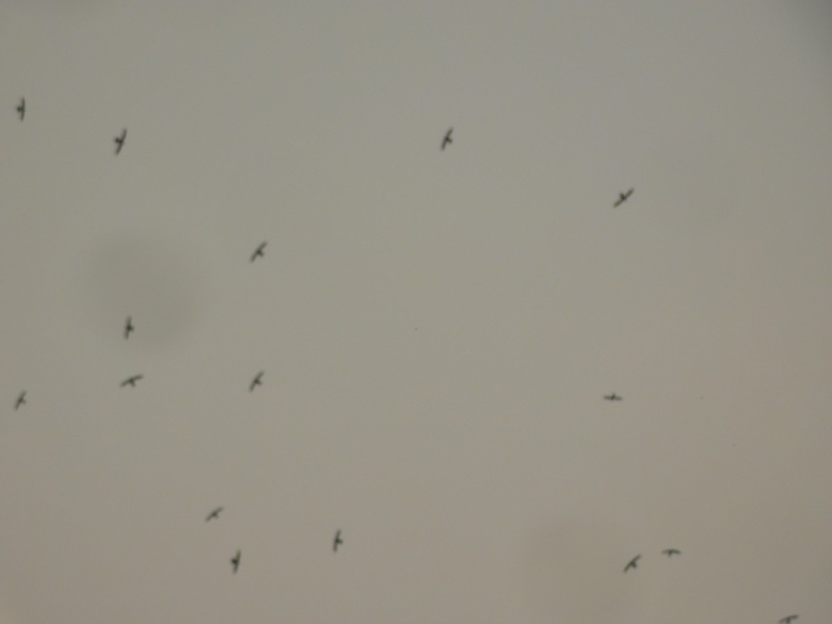 White-collared Swift - ML619161789