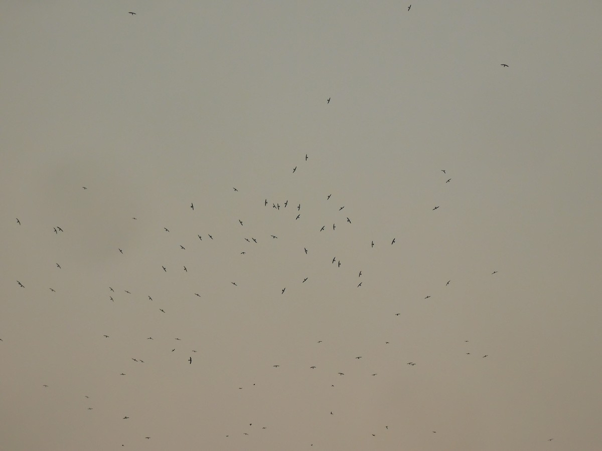 White-collared Swift - Cenaida Moncada