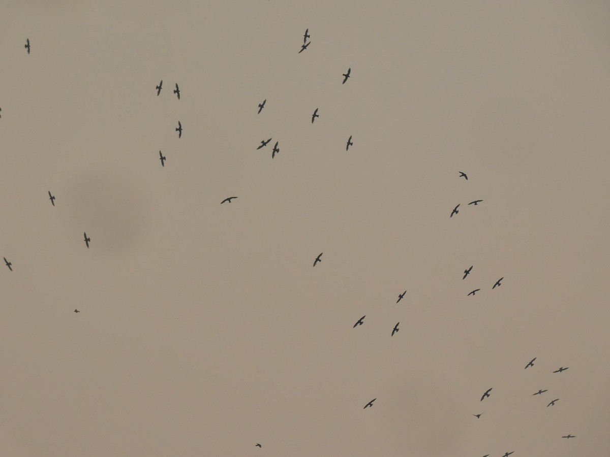 White-collared Swift - ML619161795