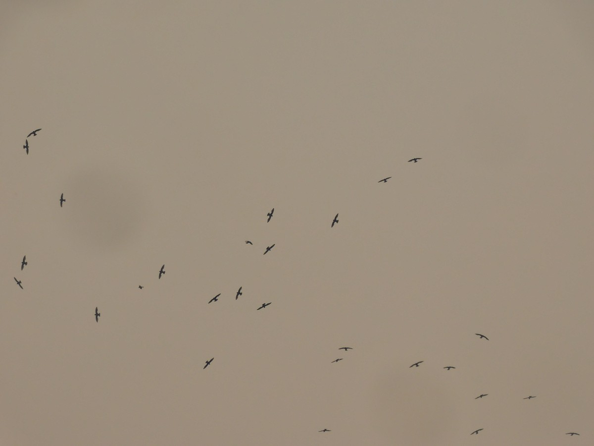 White-collared Swift - ML619161797