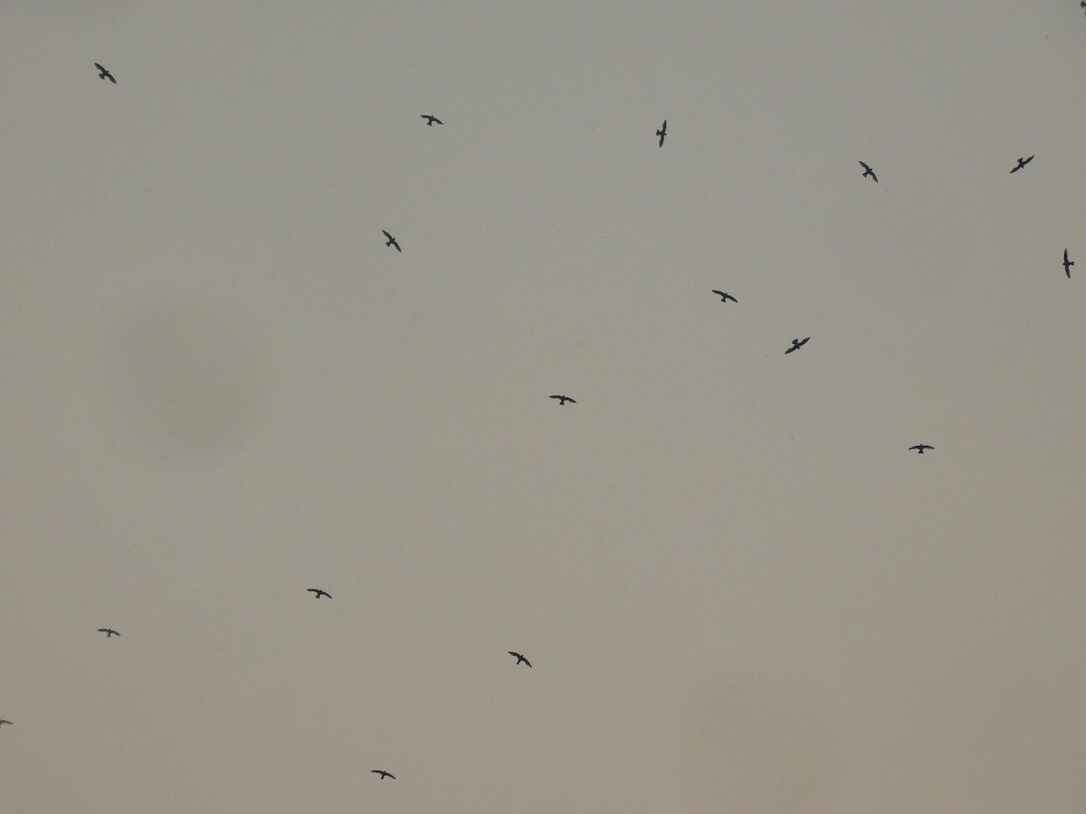 White-collared Swift - ML619161798