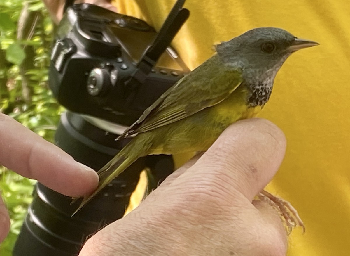 Mourning Warbler - Brandon Caswell