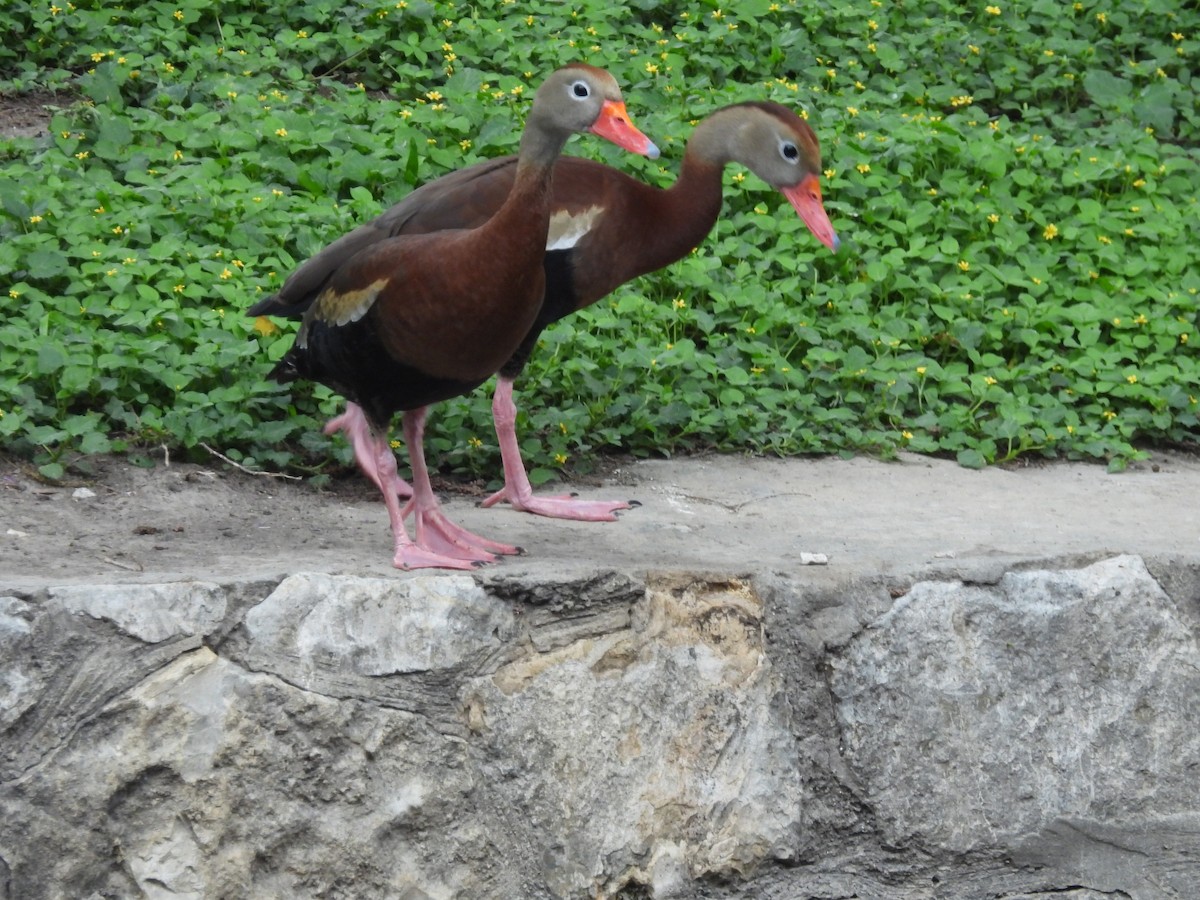 Black-bellied Whistling-Duck - ML619161822