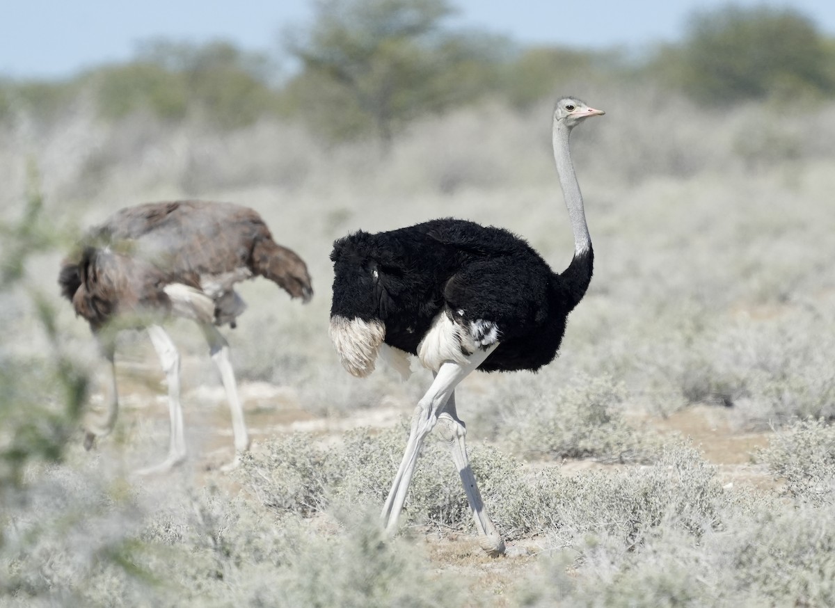 Common Ostrich - Anthony Schlencker