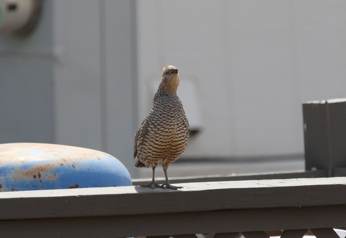 Scaled Quail - James (Jim) Holmes