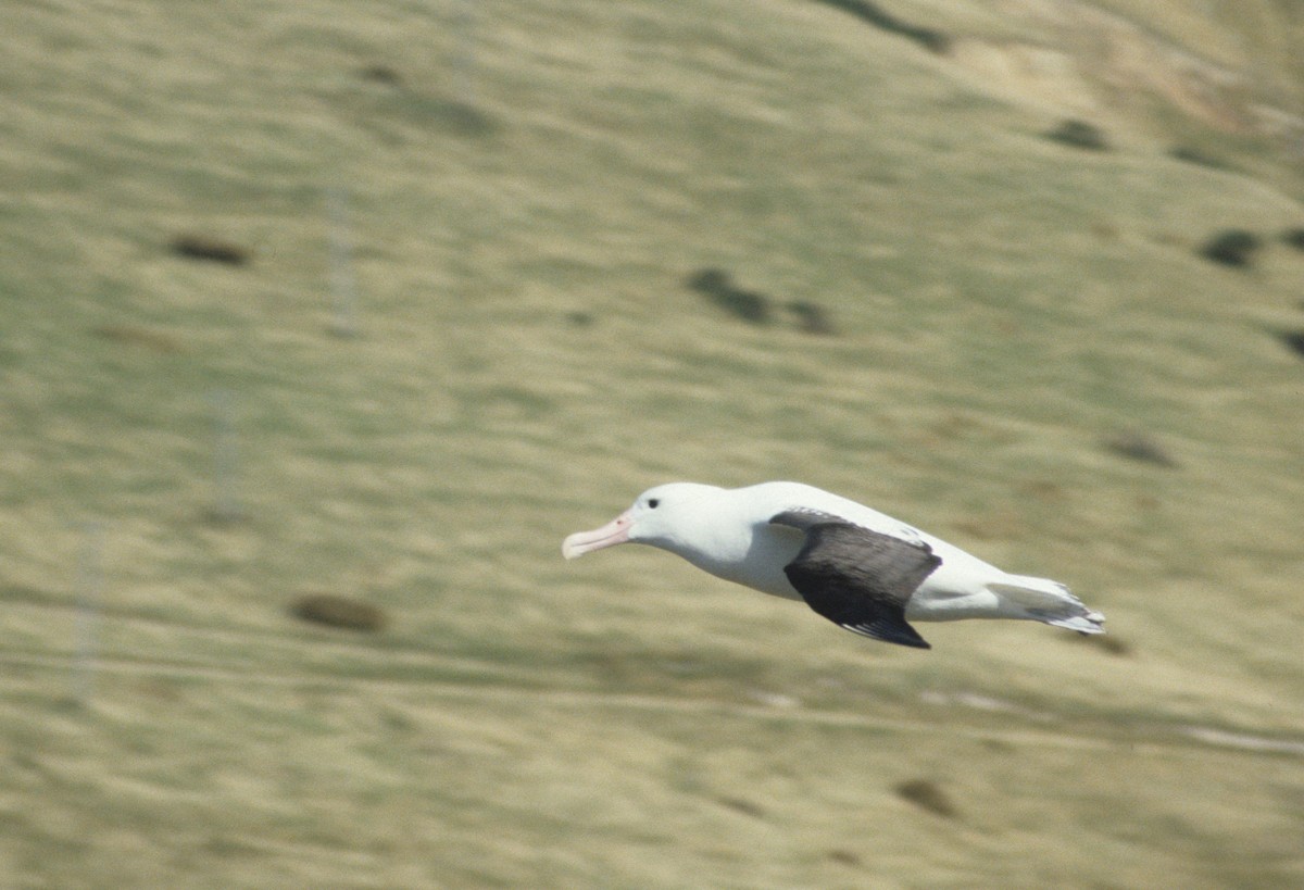 Northern Royal Albatross - dan davis