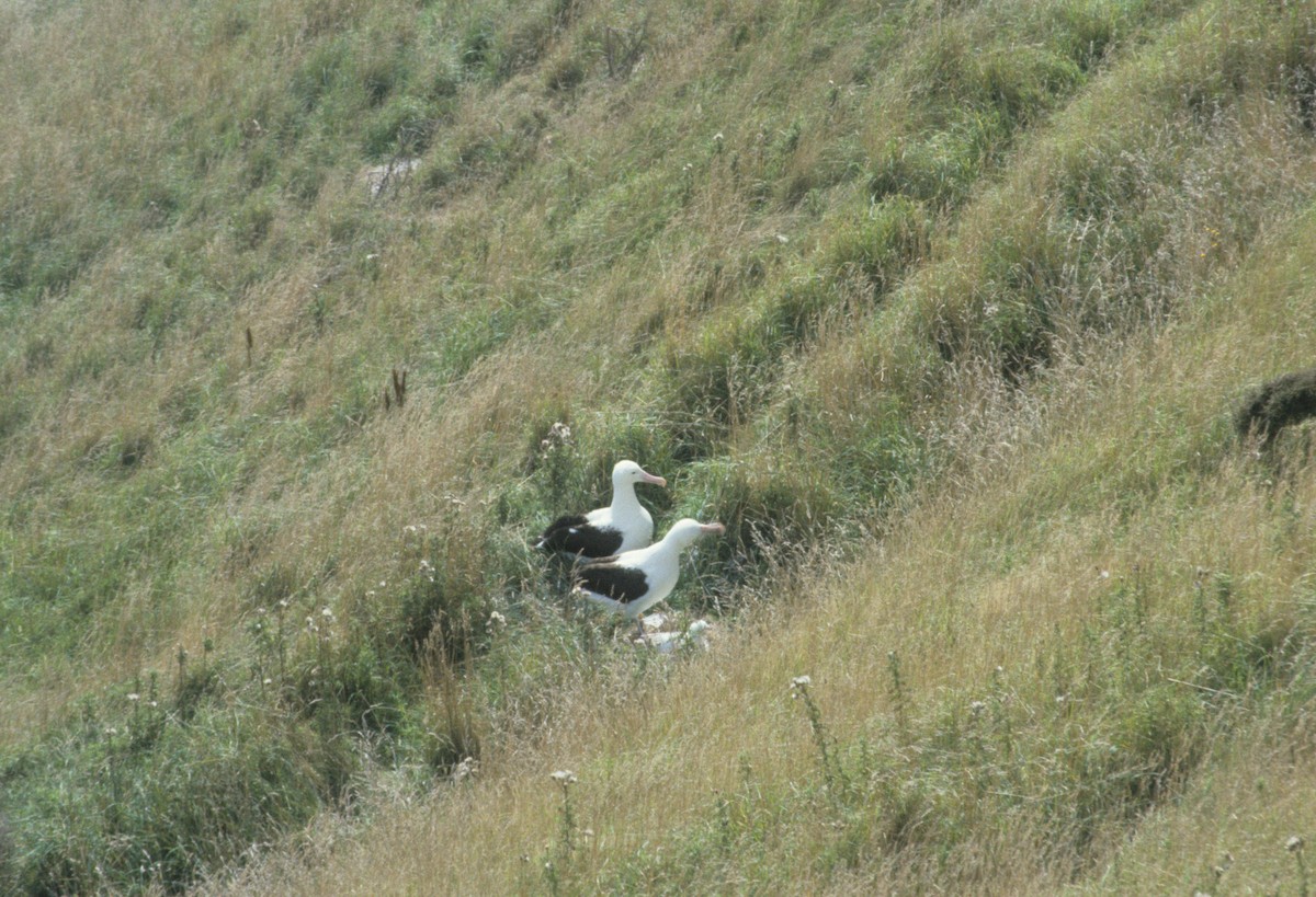 Northern Royal Albatross - dan davis