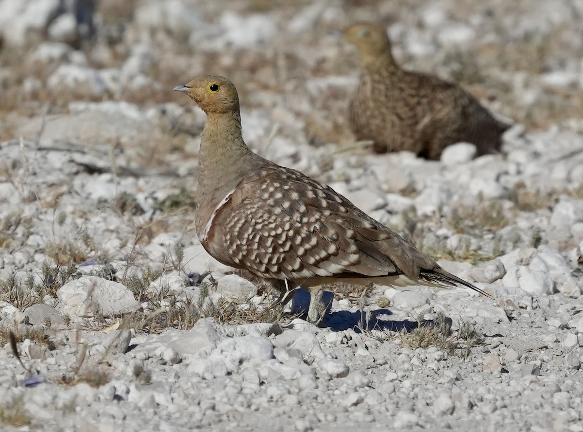 Namaqua Sandgrouse - ML619161846