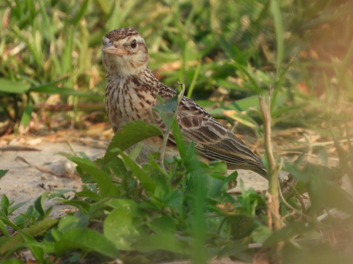 Oriental Skylark - tiger 鄭