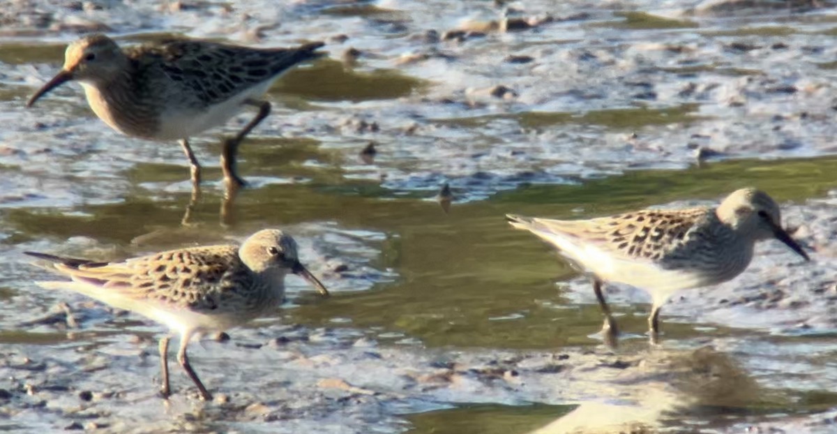 Pectoral Sandpiper - Mark McShane