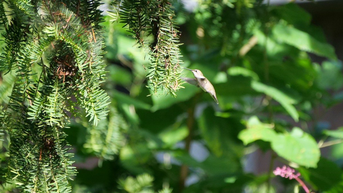 Ruby-throated Hummingbird - Mike Grant