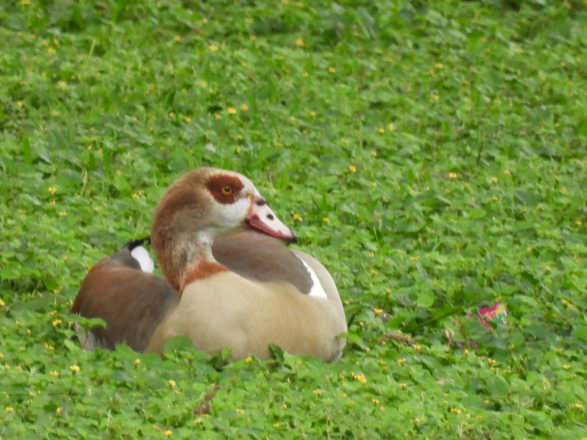 Egyptian Goose - ML619161874